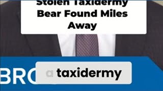Stolen taxidermy bear found, but police still searching for suspects
