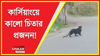 কার্সিয়াংয়ের রাস্তায় দেখা মিলেছে Black panther’র