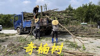 【老林赶野】工廠訂單多，600棵奇楠樹收回來4天砍完，今天又收割一批500棵