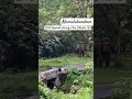 wild elephant chasing a two wheeler at mamalakandam ernakulam elephant shortsviral mamalakandam