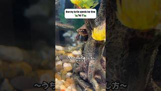 【Top 3】How my turtle spends her time🐢 【3選】うちの亀の過ごし方 #turtle #pets #ペット