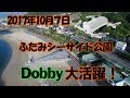 ふたみシーサイド公園でDobby大活躍！