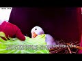 subtitle 248. animal drama 『game of thrones』 goose preparing for revenge cat