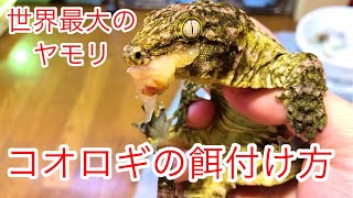 ラコダクにコオロギを上手に与える方法。（ジャイアントゲッコー）（爬虫類）