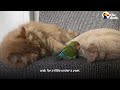 Cat Is Obsessed With His Tiny Love Bird  The Dodo Odd Couples