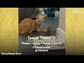 Cat Is Obsessed With His Tiny Love Bird  The Dodo Odd Couples
