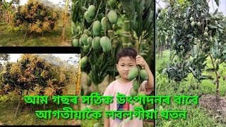 আম গছৰ সঠিক উৎপাদনৰ বাবে আগতীয়াকৈ লবলগীয়া যতন