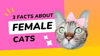 3 Fascinating Facts About Female Cats You Need To Know #shorts