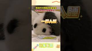 刚满月双胞胎熊猫宝宝 奶凶奶凶的 快被萌化了 #宠乐园 #熊猫