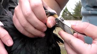 Poultry Wellness | Trimming Beaks on Crossbeaked Birds