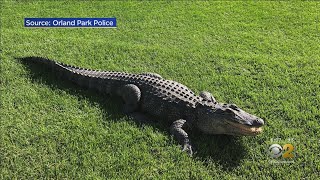 Donkeys, Tigers And Alligators: Chicago's Exotic Animal Sightings