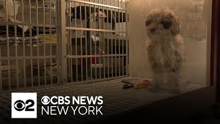 New York's ban on pet sales starts Sunday