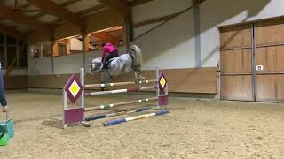 Carina high potential showjumper for sale