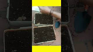 வெந்தயக்கீரை சுலபமாக அறுவடை செய்ய Easy to harvest Fenugreek #short#