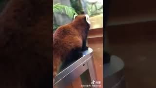 某动物园上班期间某小熊猫为一口苹果越狱出逃 现已逮捕！