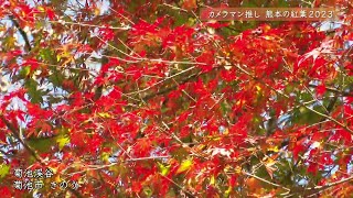 【カメラマン推しの～紅葉～】落ち葉が渓谷に舞う幻想的な風景　紅葉の中を流れる渓流と澄み渡る空　熊本・菊池渓谷