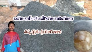 బయో చార్ లో బవేరియా బాసియానా | నవ్య (రైతు ప్రయోగశాల )| @organicchillitrading6955