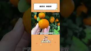 请苍天，辨忠奸！我们砂糖橘冤枉啊！#砂糖橘 #食品安全 #过年 #寻找年味#shorts