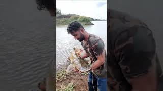 big cat fhishi catching#catfish #viral #fhishing #hindi #sangli #catfishing #river #catfishnoodling