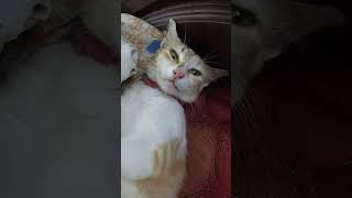 ഈ തങ്കുവിന്റെ ഒരു കാര്യം😍😃😜😁#shorts #viral #cat #new #animals#comedy #ytshorts #youtube