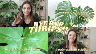 How to Kill Thrips FAST on Monstera Deliciosa + Thai Con, signs of damage, pest treatment, solutions