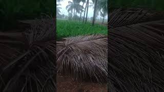 மஞ்சள் எங்க Famous நு தெரியுமா ? #trending #love #nature #rain #tamil #tiktok #viral #vijay #telugu