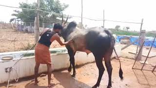 Oviya Cattle Farm | Hosur Bull | Wonderful Hallikar Stud Bull | Krishnagiri District Tamil Nadu