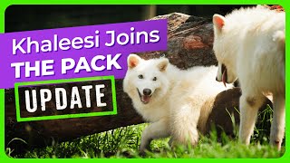 Khaleesi Joins The Dire Wolf Pack
