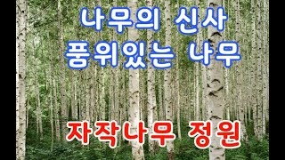 나무의 신사, 품위 있는 나무, 자작나무 정원, 대전 [자작나무 카페], 정원카페