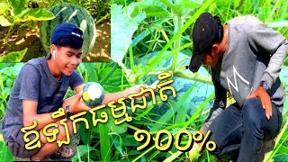 មកលេងចំការឪឡឹក ឪឡឹកធម្មជាតិ/Watermelon