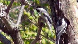 Chickadee Nest