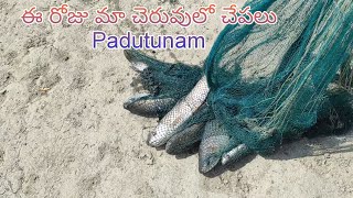 Fish catching in our pond E roju ma cheruvu lo chapalu padutunam