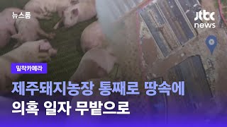 [밀착카메라｜단독] 제주돼지농장 통째로 땅속에…의혹 일자 무밭으로 / JTBC 뉴스룸