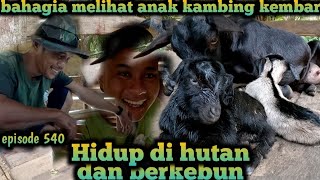 Alhamdulillah kambing beran4k kembar rijeki titipan allah warta petani muda hidup di hutan