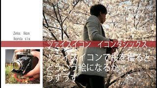 面白いこのカメラ【VOL 0639ツァイスイコンで桜を撮りたくて】