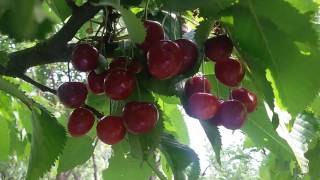 Cherry blossom in Kashmir