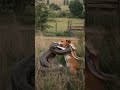 dog attack to snake 🐍😱 wildlife animals nature dog snake funny shorts