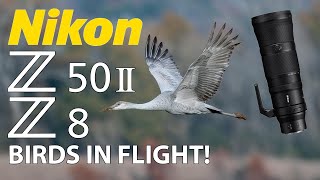 Nikon Z50 II \u0026 Z8 Sandhill Crane Bird Photography with 180-600mm Lens! Birds In Flight!