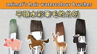 平頭水彩筆大比拼/筆毛的分別【屯門畫室】animal's hair watercolour brushes