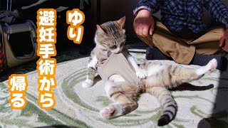 ゆり避妊手術から帰還【保護猫】