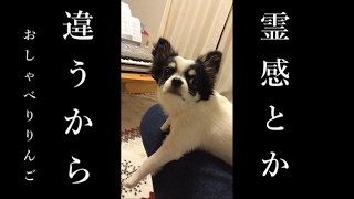 チワワのりんご～ブサ可愛いおしゃべり犬～　私を呼ぶのは誰？？霊感とかじゃないから・・。でも気持ち悪いなぁ。