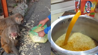 Feeding rice monkey cooked in mango juice || monkey love juicy rice