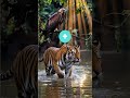 unbelievable animal hybrids that defy nature 4k animals fusion hybrids shorts nature magic