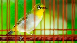 綠繡眼母鳥鳴叫 (Chim mẹ mắt trắng~Yếu tố đam mê mắt trắng nam) ♀