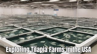 Exploring Tilapia Farms in the USA: Sustainable Aquaculture Practices