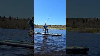 SUP для рыбалки Gladiator Fishing 12’6 #paddleboard #sup #сапборд #рыбалка