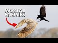Great Horned Owls and Crows Hate Each Other