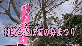 日本一早い寒緋桜　今帰仁城の桜