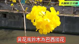 2023  黃花風鈴木為巴西國花  #高雄   #高雄旅遊   #高雄真好玩  #黃花風鈴木  #河堤社區