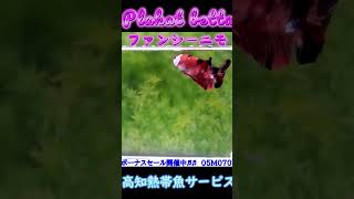 【ヤフ ショッピングタ】PKベタ　オス　03M0702 089